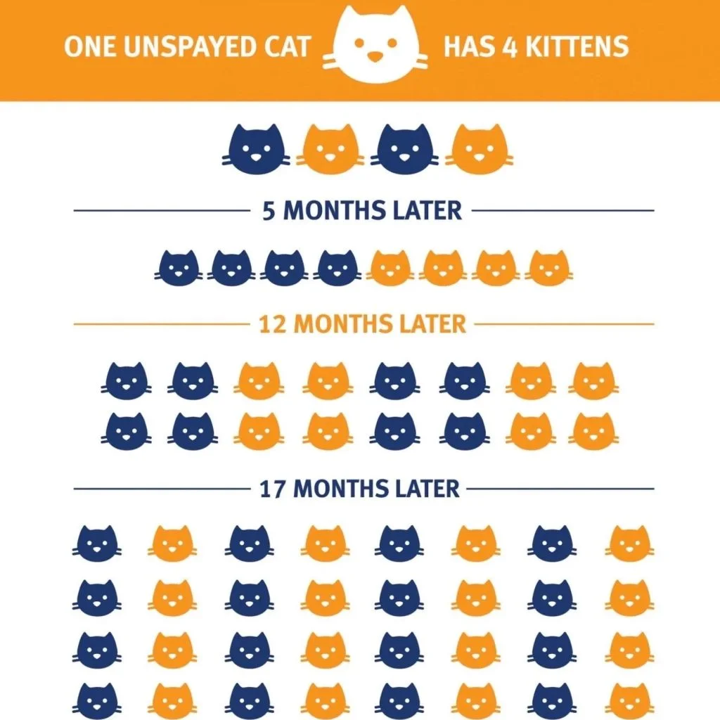 The Significance of Trap-Neuter-Return (TNR) for Feral Cats